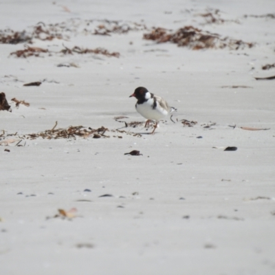 Charadrius rubricollis (Hooded Plover) at Adventure Bay, TAS - 29 Jan 2020 by Liam.m