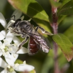 Lasioglossum (Parasphecodes) sp. (genus & subgenus) (Halictid bee) at Higgins, ACT - 20 Sep 2022 by AlisonMilton