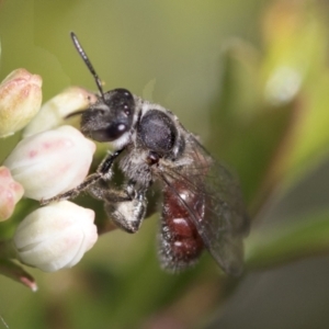 Lasioglossum (Parasphecodes) sp. (genus & subgenus) at Higgins, ACT - 20 Sep 2022 02:13 PM