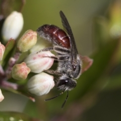 Lasioglossum (Parasphecodes) sp. (genus & subgenus) at Higgins, ACT - 20 Sep 2022