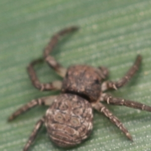 Cymbacha ocellata at Murrumbateman, NSW - 25 Sep 2022