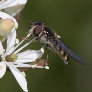 Melangyna sp. (genus) at Higgins, ACT - 20 Sep 2022