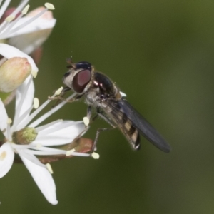 Melangyna sp. (genus) at Higgins, ACT - 20 Sep 2022