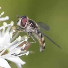 Melangyna sp. (genus) at Higgins, ACT - 20 Sep 2022