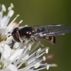 Melangyna sp. (genus) at Higgins, ACT - 20 Sep 2022