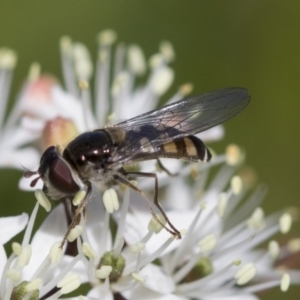 Melangyna sp. (genus) at Higgins, ACT - 20 Sep 2022