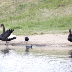 Cygnus atratus (Black Swan) at Lake Tuggeranong - 7 Sep 2022 by AlisonMilton