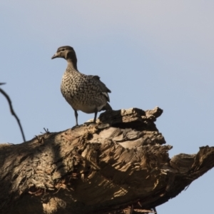 Chenonetta jubata at Hawker, ACT - 18 Sep 2022 09:14 AM