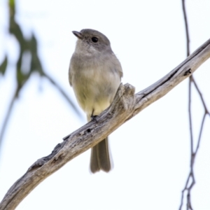 Pachycephala pectoralis at Hawker, ACT - 18 Sep 2022 10:01 AM