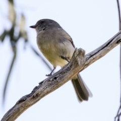 Pachycephala pectoralis at Hawker, ACT - 18 Sep 2022 10:01 AM