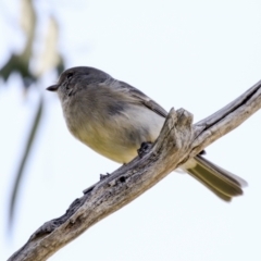 Pachycephala pectoralis at Hawker, ACT - 18 Sep 2022