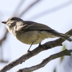 Pachycephala pectoralis at Hawker, ACT - 18 Sep 2022 10:01 AM