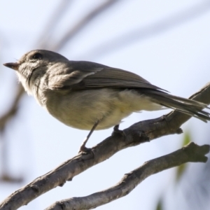 Pachycephala pectoralis at Hawker, ACT - 18 Sep 2022 10:01 AM