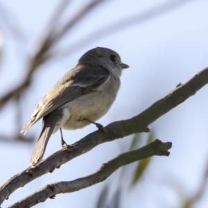 Pachycephala pectoralis at Hawker, ACT - 18 Sep 2022 10:01 AM