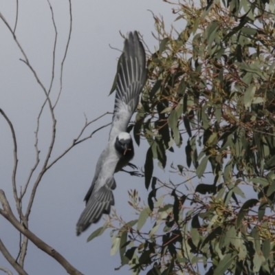 Coracina novaehollandiae (Black-faced Cuckooshrike) at The Pinnacle - 18 Sep 2022 by AlisonMilton