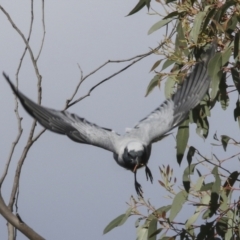 Coracina novaehollandiae at Hawker, ACT - 18 Sep 2022