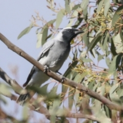 Coracina novaehollandiae at Hawker, ACT - 18 Sep 2022