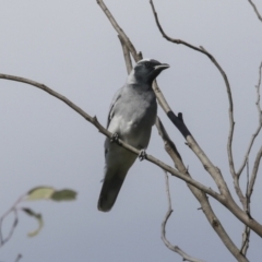 Coracina novaehollandiae at Hawker, ACT - 18 Sep 2022