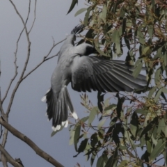 Coracina novaehollandiae at Hawker, ACT - 18 Sep 2022