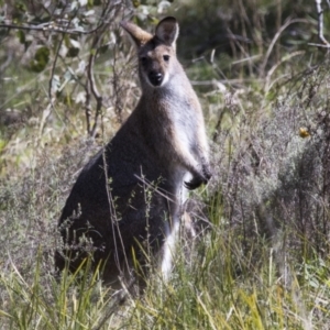 Notamacropus rufogriseus at Hawker, ACT - 18 Sep 2022