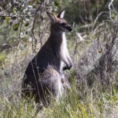 Notamacropus rufogriseus at Hawker, ACT - 18 Sep 2022