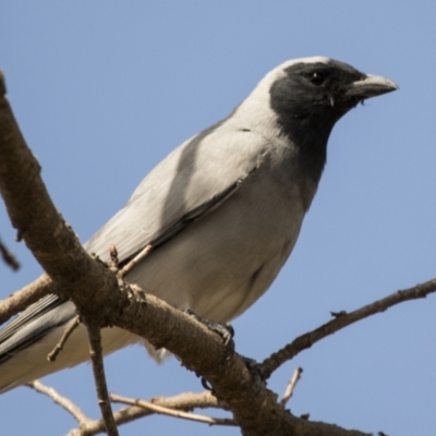 Coracina novaehollandiae (Black-faced Cuckooshrike) at Higgins, ACT - 18 Sep 2022 by AlisonMilton