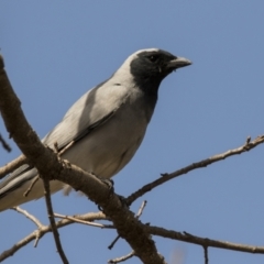 Coracina novaehollandiae at Higgins, ACT - 18 Sep 2022