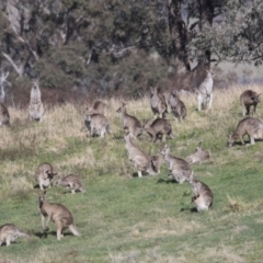 Macropus giganteus (Eastern Grey Kangaroo) at Hawker, ACT - 18 Sep 2022 by AlisonMilton