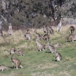 Macropus giganteus at Hawker, ACT - 18 Sep 2022 09:13 AM