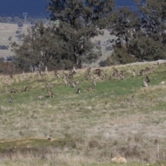 Macropus giganteus at Hawker, ACT - 18 Sep 2022 09:13 AM