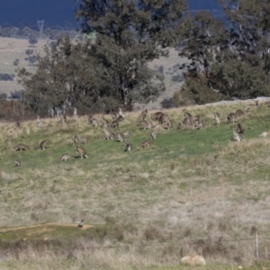 Macropus giganteus at Hawker, ACT - 18 Sep 2022 09:13 AM