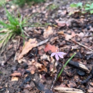 Caladenia carnea at Lyneham, ACT - 27 Sep 2022