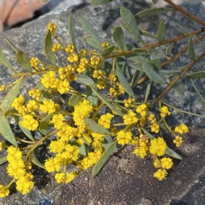 Acacia buxifolia subsp. buxifolia (Box-leaf Wattle) at Kybeyan State Conservation Area - 25 Sep 2022 by Steve_Bok