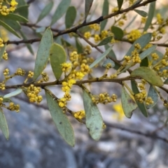 Acacia buxifolia subsp. buxifolia at Numeralla, NSW - 25 Sep 2022