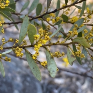 Acacia buxifolia subsp. buxifolia at Numeralla, NSW - 25 Sep 2022