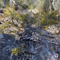 Acacia buxifolia subsp. buxifolia at Numeralla, NSW - 25 Sep 2022