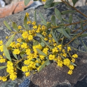 Acacia buxifolia subsp. buxifolia at Numeralla, NSW - 25 Sep 2022