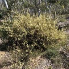 Acacia genistifolia (Early Wattle) at Numeralla, NSW - 25 Sep 2022 by SteveBorkowskis