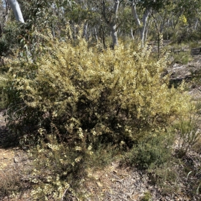 Acacia genistifolia (Early Wattle) at Numeralla, NSW - 25 Sep 2022 by SteveBorkowskis