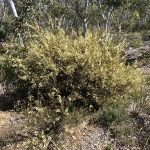 Acacia genistifolia (Early Wattle) at Numeralla, NSW by Steve_Bok