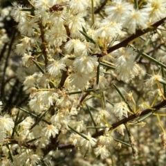 Acacia genistifolia at Numeralla, NSW - 25 Sep 2022