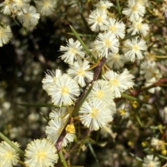 Acacia genistifolia at Numeralla, NSW - 25 Sep 2022