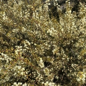 Acacia genistifolia at Numeralla, NSW - 25 Sep 2022