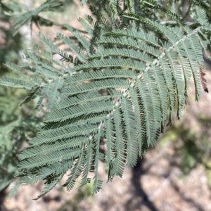 Acacia dealbata subsp. dealbata at Numeralla, NSW - 25 Sep 2022