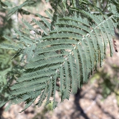 Acacia dealbata (Silver Wattle) at Kybeyan State Conservation Area - 25 Sep 2022 by Steve_Bok