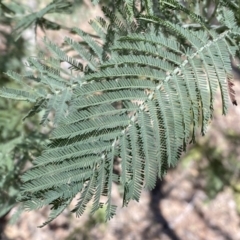 Acacia dealbata (Silver Wattle) at Numeralla, NSW - 25 Sep 2022 by Steve_Bok