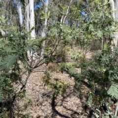 Acacia dealbata subsp. dealbata at Numeralla, NSW - 25 Sep 2022 10:50 AM