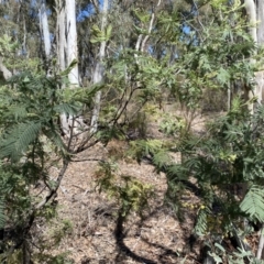 Acacia dealbata subsp. dealbata at Numeralla, NSW - 25 Sep 2022