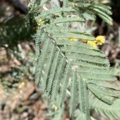 Acacia dealbata subsp. dealbata at Numeralla, NSW - 25 Sep 2022