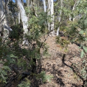 Acacia dealbata subsp. dealbata at Numeralla, NSW - 25 Sep 2022 10:50 AM